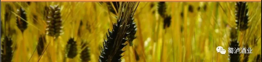 1598930474184649.jpg 05.jpg